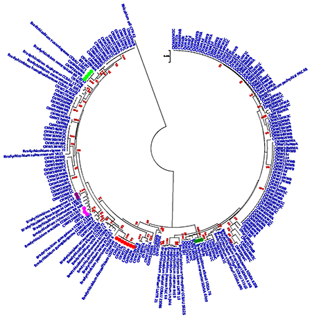 phylogeny cowpea