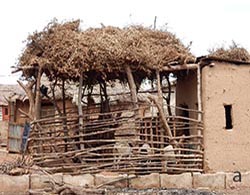 Stored grain legume fodder