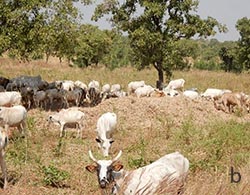 Gr Leg fodders open grazing