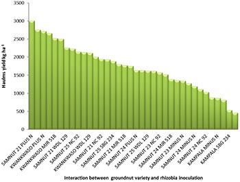 Figure 1: Interaction effect of groundnut variety and rhizobia inoculation on haulm yield