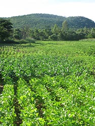 Soyabean inoculation trials
